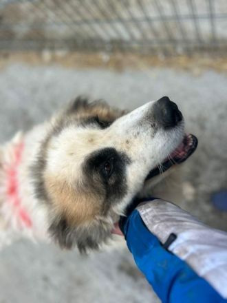 Panda sucht sein Für-immer-Zuhause