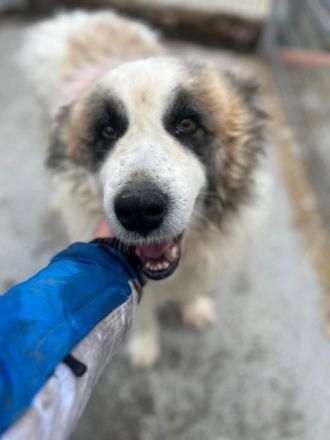 Panda sucht sein Für-immer-Zuhause