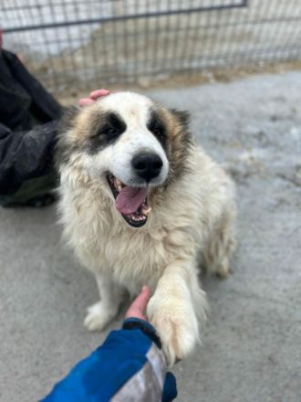 Panda sucht sein Für-immer-Zuhause