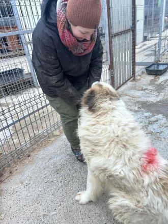 Panda sucht sein Für-immer-Zuhause