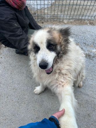 Panda sucht sein Für-immer-Zuhause