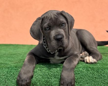 Es werden Cane-Corso-Welpen von prächtigen, großgewachsenen Eltern angeboten