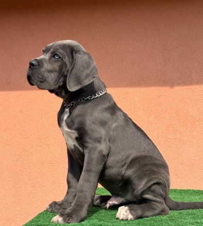 Es werden Cane-Corso-Welpen von prächtigen, großgewachsenen Eltern angeboten