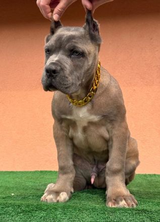 Es werden Cane-Corso-Welpen von prächtigen, großgewachsenen Eltern angeboten