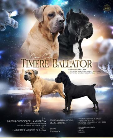 Es werden Cane-Corso-Welpen von prächtigen, großgewachsenen Eltern angeboten