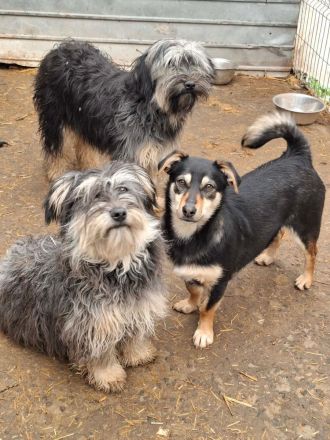 Smartie sucht ihr Für-immer-Zuhause