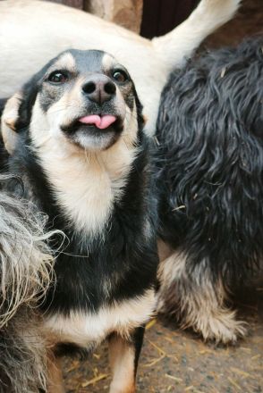 Smartie sucht ihr Für-immer-Zuhause