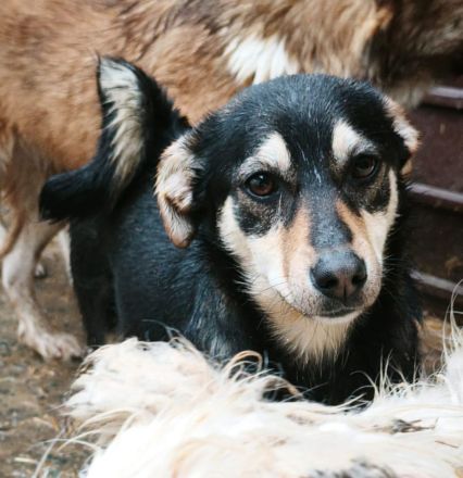 Smartie sucht ihr Für-immer-Zuhause