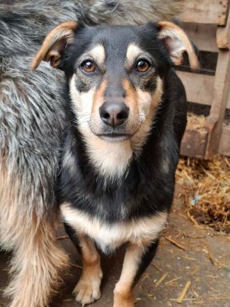 Smartie sucht ihr Für-immer-Zuhause