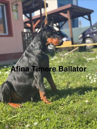 Dobermann-Welpen können reserviert werden.