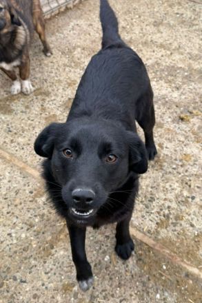 Lennox sucht sein Für-immer-Zuhause