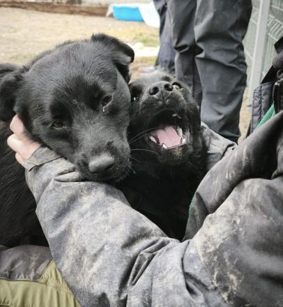 Lennox sucht sein Für-immer-Zuhause
