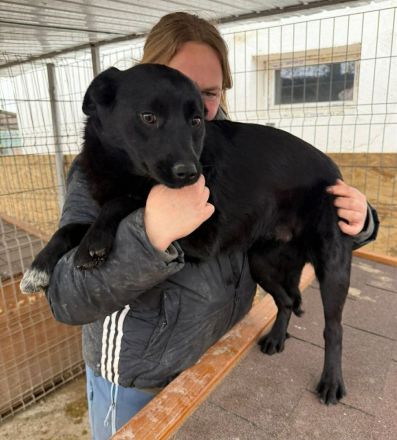 Lennox sucht sein Für-immer-Zuhause