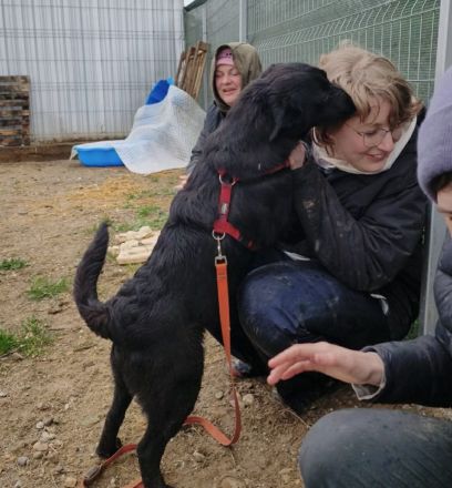 Lennox sucht sein Für-immer-Zuhause