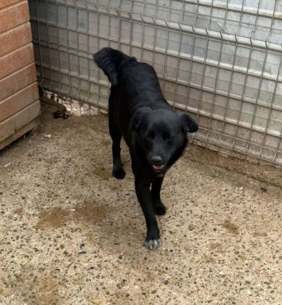 Lennox sucht sein Für-immer-Zuhause