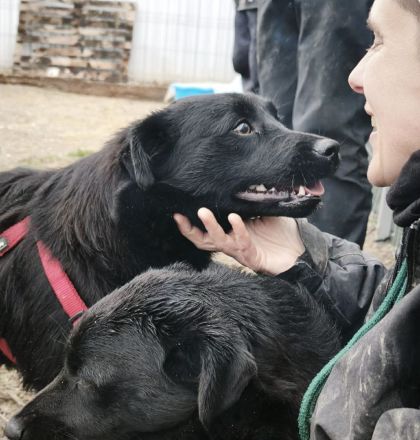 Lennox sucht sein Für-immer-Zuhause