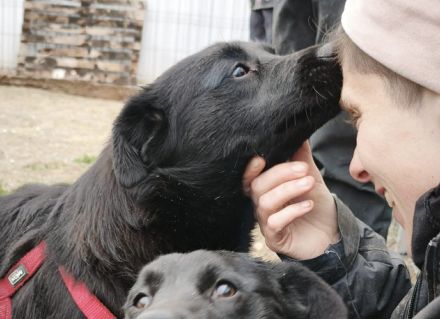 Lennox sucht sein Für-immer-Zuhause