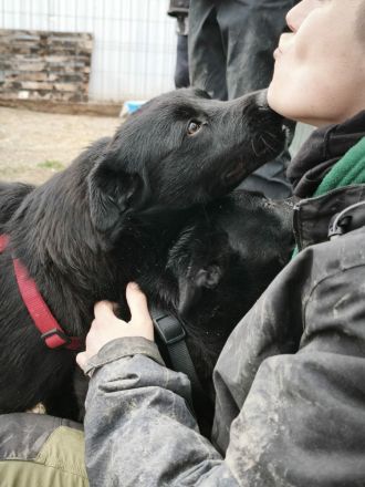 Lennox sucht sein Für-immer-Zuhause