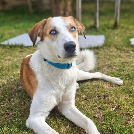 Khany in 86911 Diessen sucht sein Für-immer-Zuhause