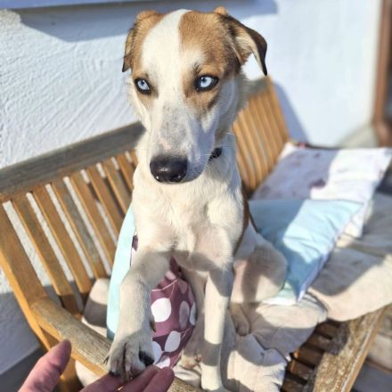 Khany in 86911 Diessen sucht sein Für-immer-Zuhause