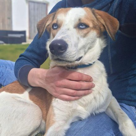 Khany in 86911 Diessen sucht sein Für-immer-Zuhause