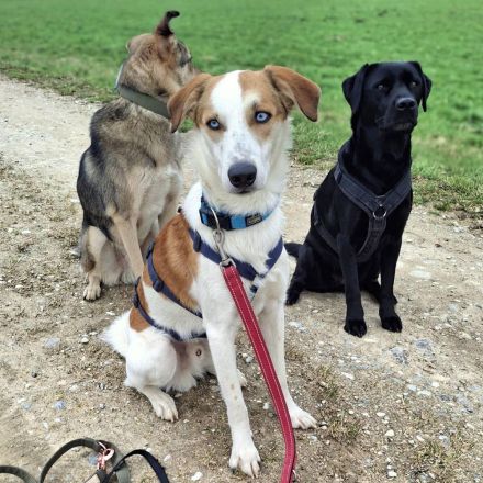 Khany in 86911 Diessen sucht sein Für-immer-Zuhause