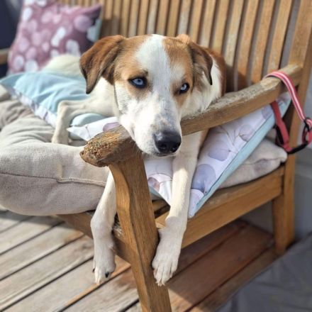 Khany in 86911 Diessen sucht sein Für-immer-Zuhause