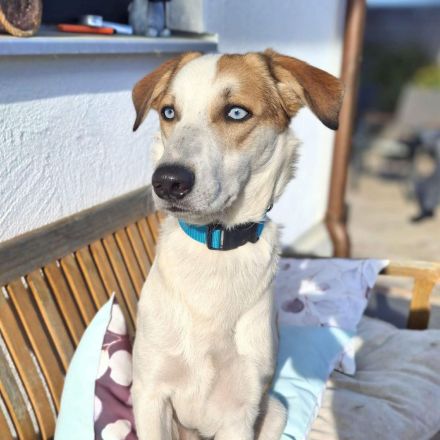 Khany in 86911 Diessen sucht sein Für-immer-Zuhause