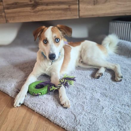 Khany in 86911 Diessen sucht sein Für-immer-Zuhause