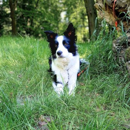Merle in 15370 Petershagen sucht ihr Für-immer-Zuhause