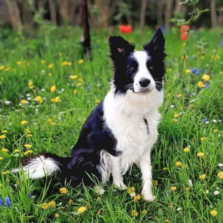 Merle in 15370 Petershagen sucht ihr Für-immer-Zuhause