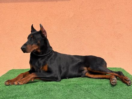 Es wird ein ausgewachsener Dobermann-Rüde angeboten