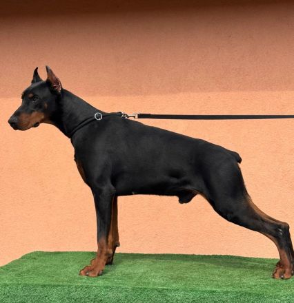 Es wird ein ausgewachsener Dobermann-Rüde angeboten