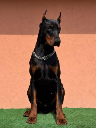 Es wird ein ausgewachsener Dobermann-Rüde angeboten