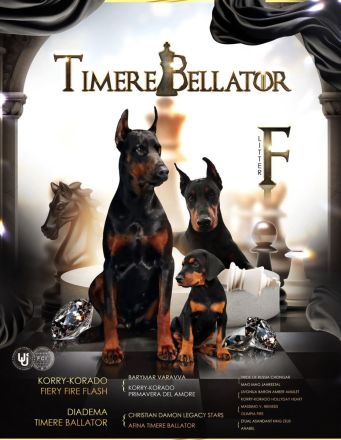 Es wird ein ausgewachsener Dobermann-Rüde angeboten