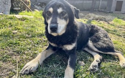 Seniorenheimat für liebenswerte Flower gesucht