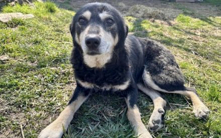 Seniorenheimat für liebenswerte Flower gesucht