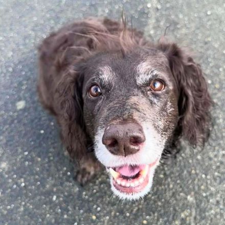 Nicki in 78315 Radolfzell sucht ihr Für-immer-Zuhause