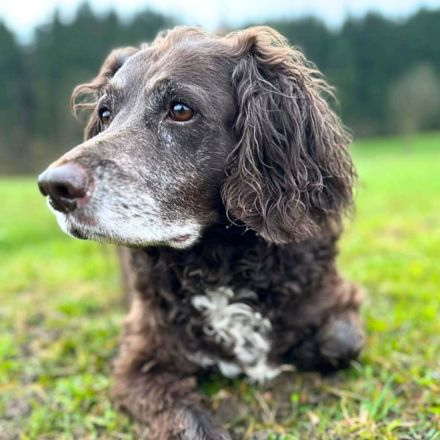 Nicki in 78315 Radolfzell sucht ihr Für-immer-Zuhause