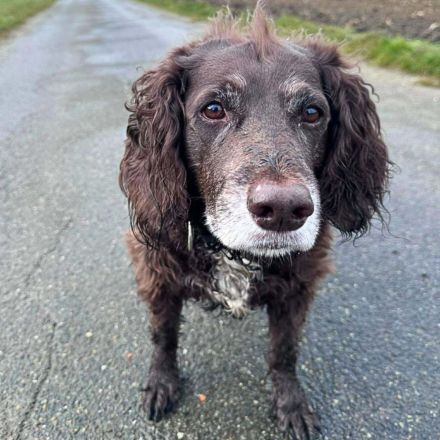 Nicki in 78315 Radolfzell sucht ihr Für-immer-Zuhause