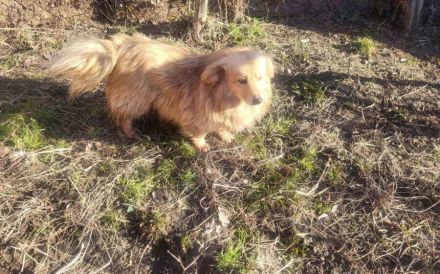 Herzenshund Lenni sucht Familienanschluss