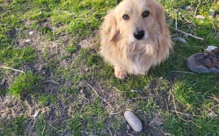 Herzenshund Lenni sucht Familienanschluss