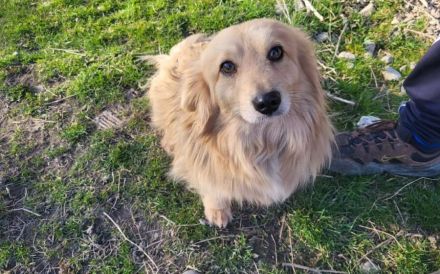 Herzenshund Lenni sucht Familienanschluss