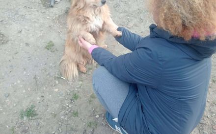 Herzenshund Lenni sucht Familienanschluss