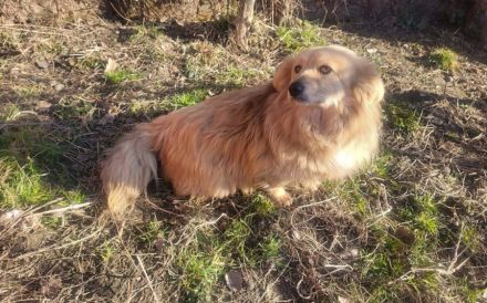 Herzenshund Lenni sucht Familienanschluss