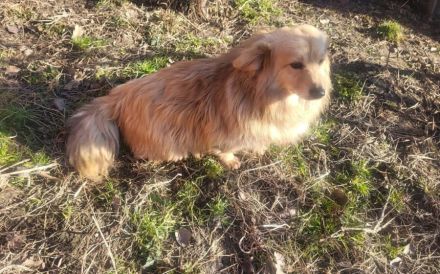 Herzenshund Lenni sucht Familienanschluss