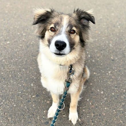 Lola in 64832 Babenhausen sucht ihr Für-immer-Zuhause