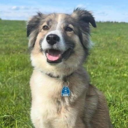 Lola in 64832 Babenhausen sucht ihr Für-immer-Zuhause