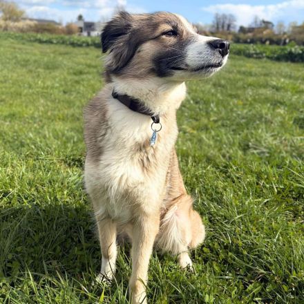 Lola in 64832 Babenhausen sucht ihr Für-immer-Zuhause