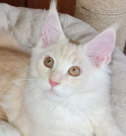 Große reinrassige Maine Coon Kitten mit sehr gutem Stammbaum suchen ein neues Zuhause